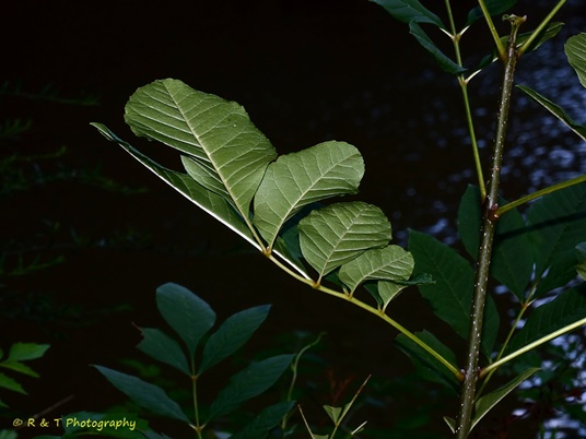 {Fraxinus pennsylvanica}